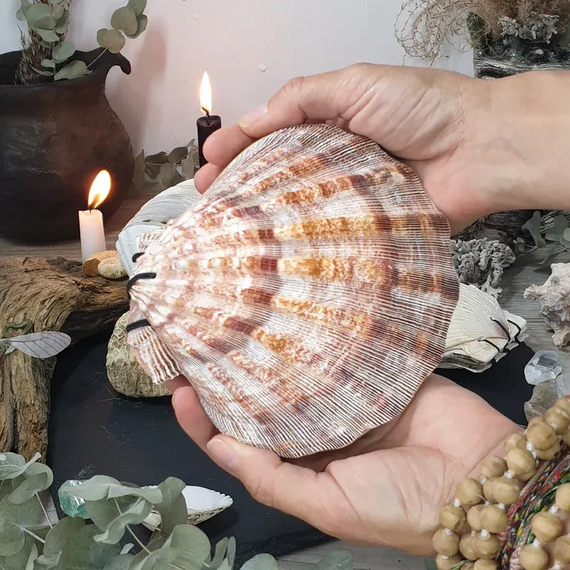 Abalone Shell/Lion’s Paw Shell/Scallop Shell Journal